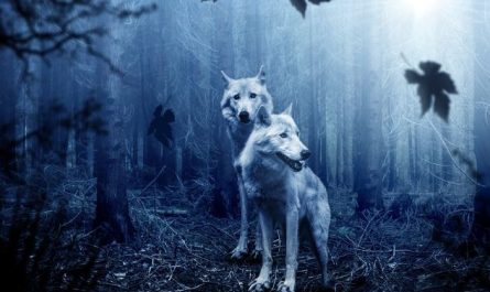 6 Spiritual Meanings of Dreaming of Werewolves