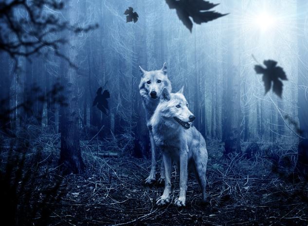 6 Spiritual Meanings of Dreaming of Werewolves