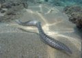 6 Spiritual Meanings of Dreaming of Eels