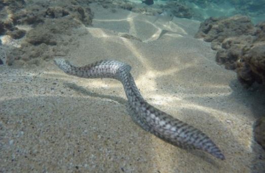6 Spiritual Meanings of Dreaming of Eels