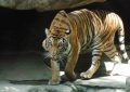 7 Spiritual Meanings of Dreaming of Beasts