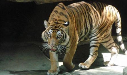 7 Spiritual Meanings of Dreaming of Beasts
