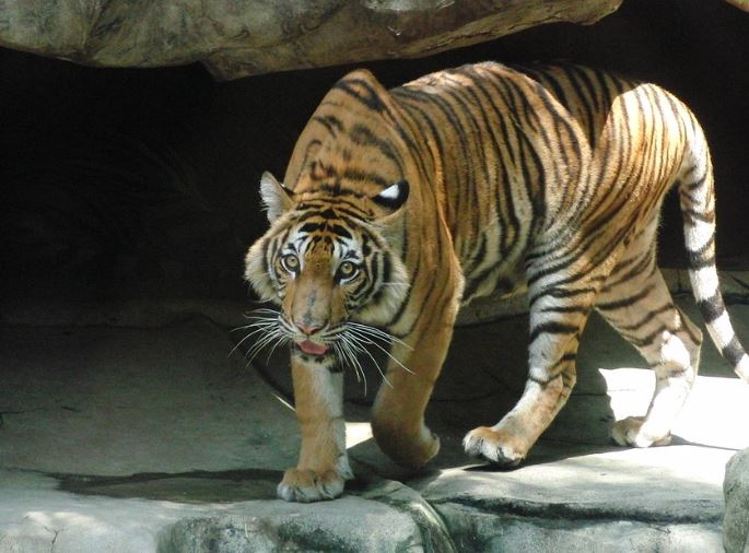7 Spiritual Meanings of Dreaming of Beasts