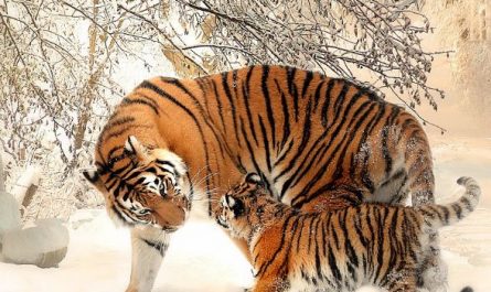 6 Spiritual Meanings of Dreaming of Being Bited by a Beast