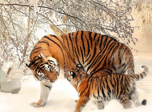 6 Spiritual Meanings of Dreaming of Being Bited by a Beast