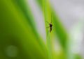 6 Spiritual Meanings of Dreaming of Catching Mosquitoes