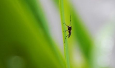 6 Spiritual Meanings of Dreaming of Catching Mosquitoes