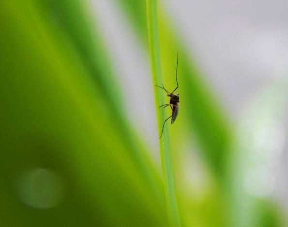 6 Spiritual Meanings of Dreaming of Catching Mosquitoes