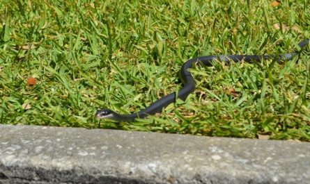 22 Spiritual Meanings of Dreaming of a Black Snake
