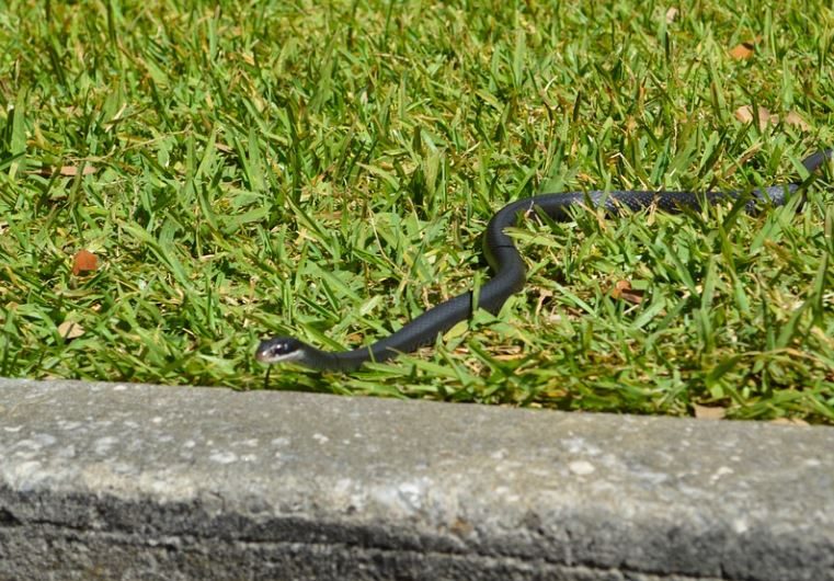 22 Spiritual Meanings of Dreaming of a Black Snake