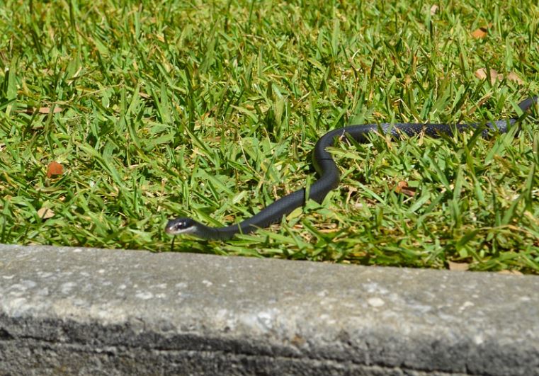 22 Spiritual Meanings of Dreaming of a Black Snake