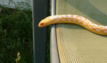 20 Spiritual Meanings of Dreaming of a Yellow Snake