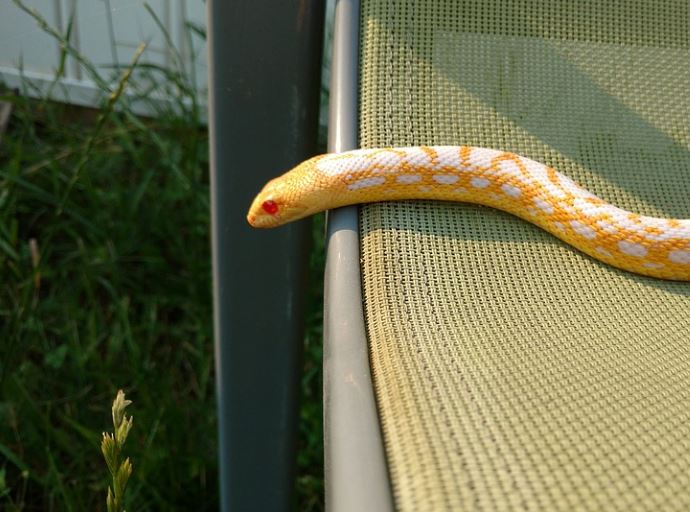 20 Spiritual Meanings of Dreaming of a Yellow Snake