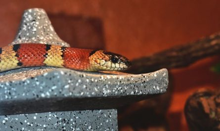 20 Spiritual Meanings of Dreaming of a Red Snake