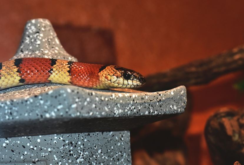 20 Spiritual Meanings of Dreaming of a Red Snake