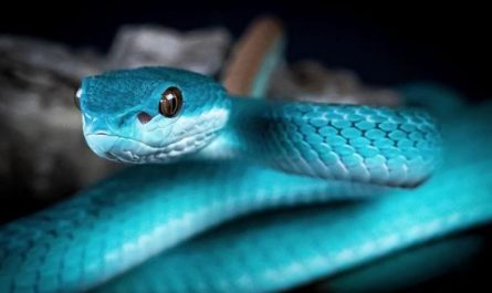 20 Spiritual Meanings of Dreaming of a Blue Snake