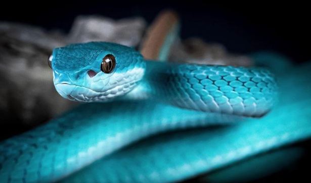 20 Spiritual Meanings of Dreaming of a Blue Snake