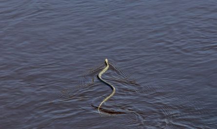 19 Spiritual Meanings of Dreaming of Water Snakes