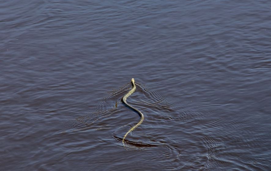 19 Spiritual Meanings of Dreaming of Water Snakes