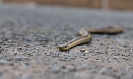 17 Spiritual Meanings of Dreaming of a Grey Snake