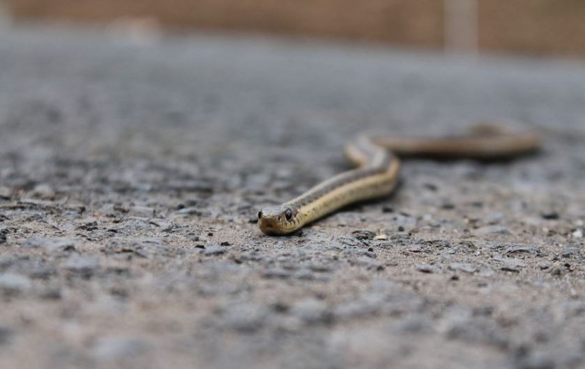 17 Spiritual Meanings of Dreaming of a Grey Snake
