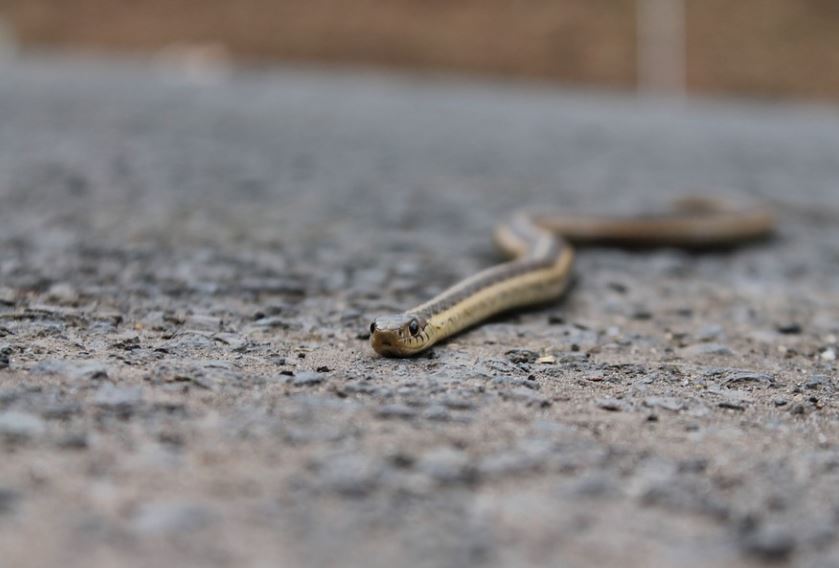 17 Spiritual Meanings of Dreaming of a Grey Snake