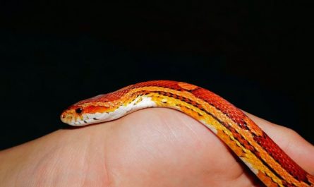 18 Spiritual Meanings of Dreaming of Orange Snake
