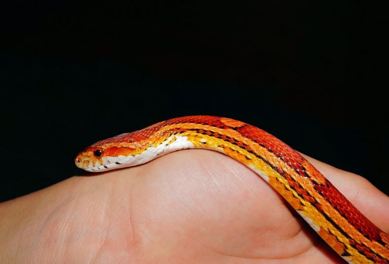 18 Spiritual Meanings of Dreaming of Orange Snake
