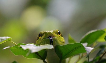 20 Spiritual Meanings of Dreaming of a Green Snake