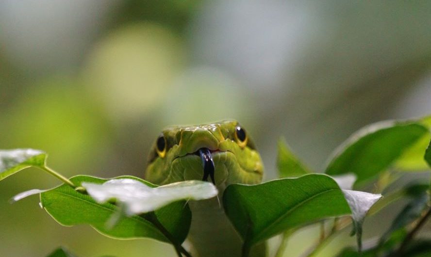 20 Spiritual Meanings of Dreaming of a Green Snake