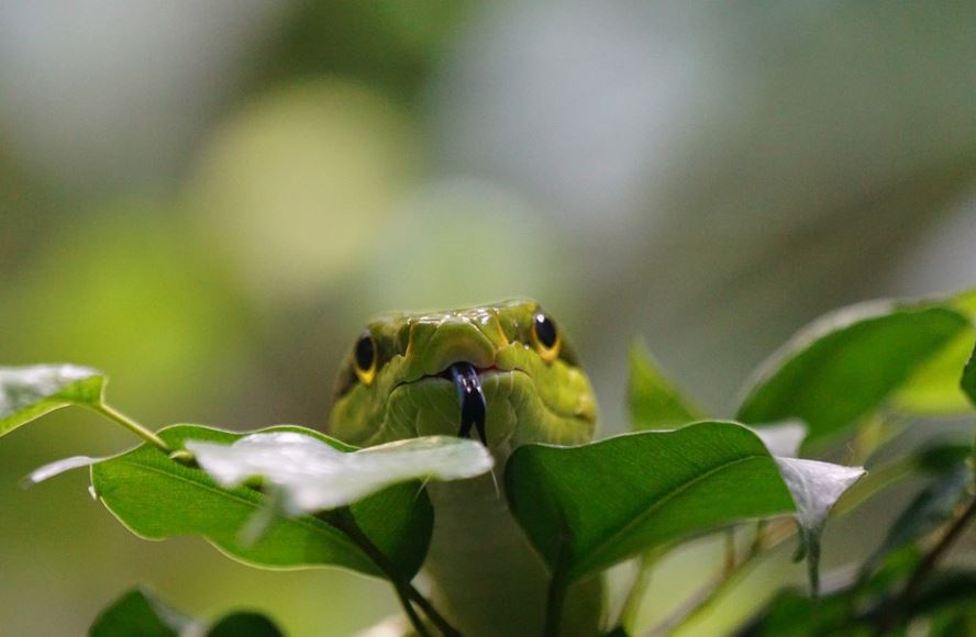 20 Spiritual Meanings of Dreaming of a Green Snake