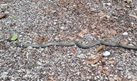 20 Spiritual Meanings of Dreaming of a White Snake