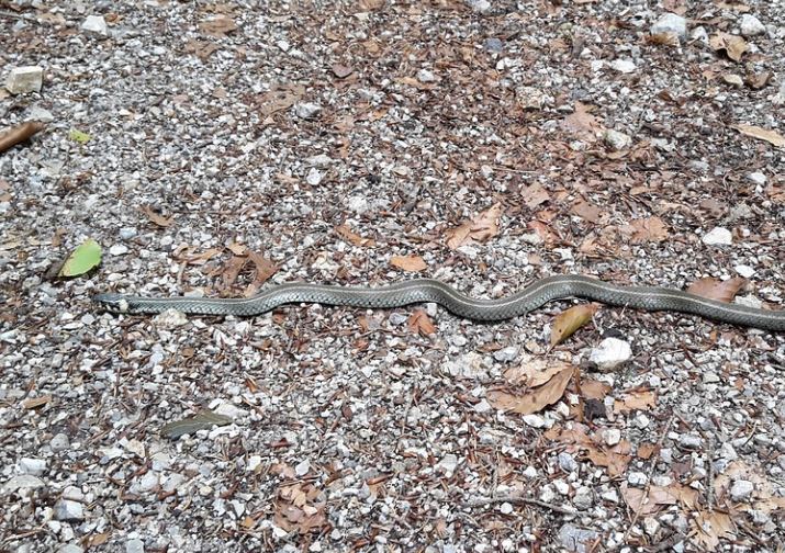 20 Spiritual Meanings of Dreaming of a White Snake