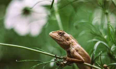 17 Spiritual Meanings of Dreaming of Iguanas
