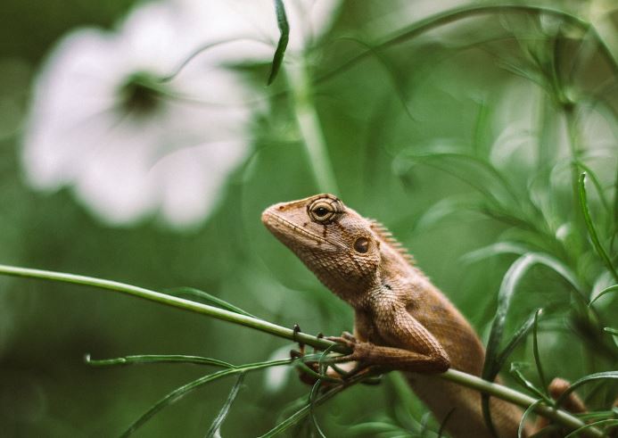 17 Spiritual Meanings of Dreaming of Iguanas