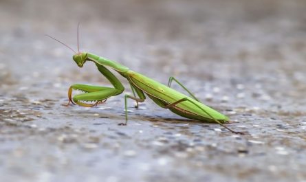 25 Spiritual Meanings of Dreaming of Mantis