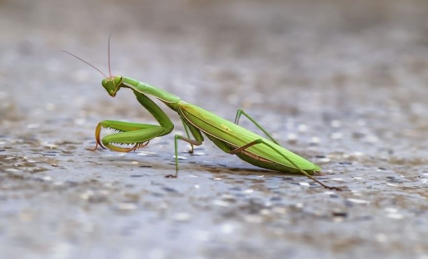 25 Spiritual Meanings of Dreaming of Mantis