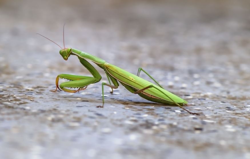 25 Spiritual Meanings of Dreaming of Mantis