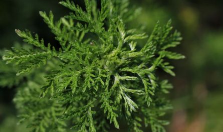 20 Spiritual Meanings of Dreaming about wormwood