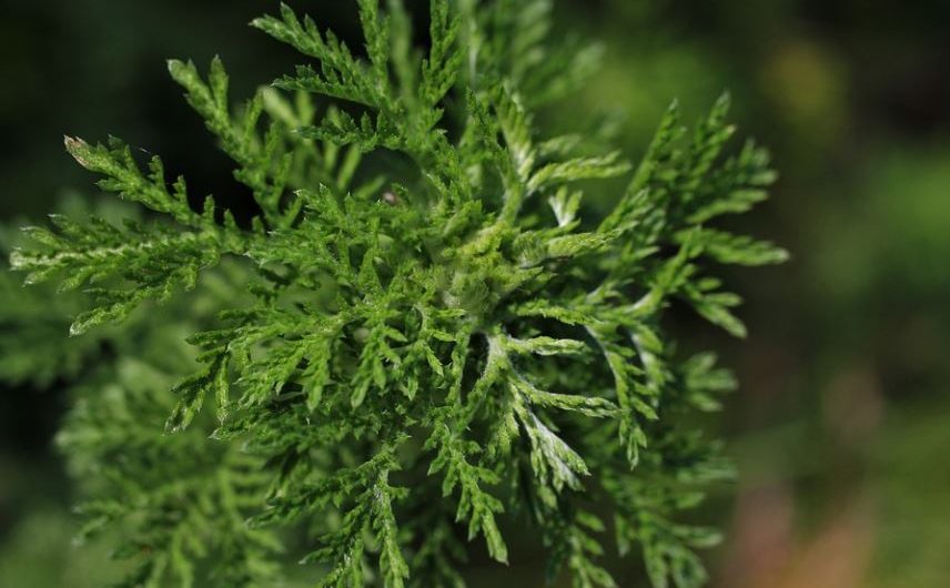 20 Spiritual Meanings of Dreaming about wormwood