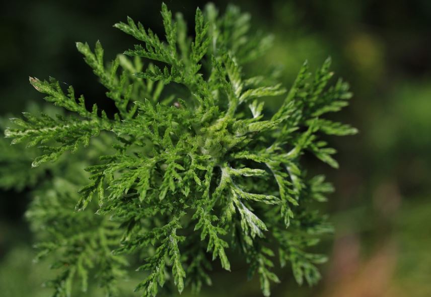 20 Spiritual Meanings of Dreaming about wormwood