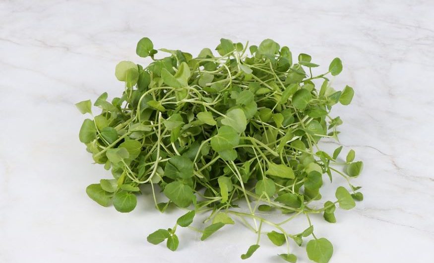 22 Spiritual Meanings of Dreaming of Radish