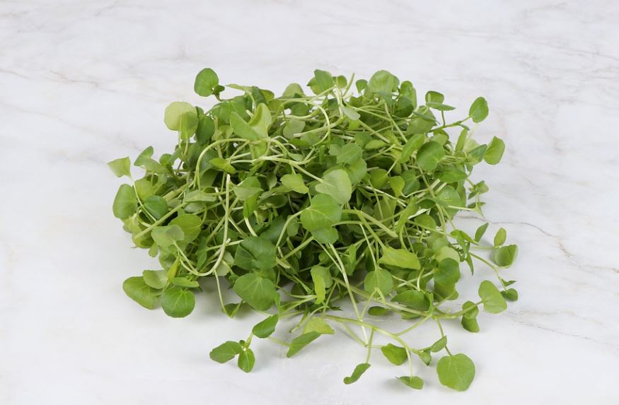 22 Spiritual Meanings of Dreaming of Radish