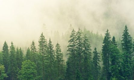 20 Spiritual Meanings of Dreaming about Fog