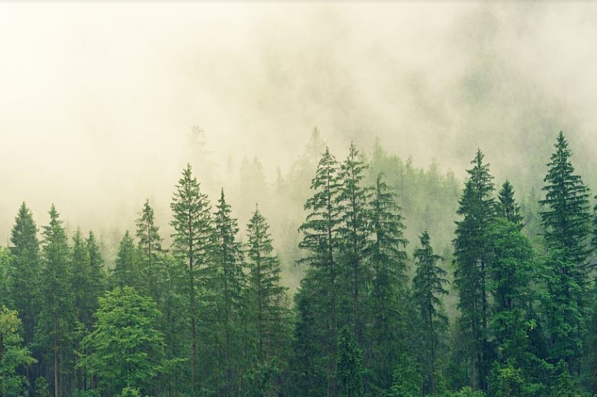 20 Spiritual Meanings of Dreaming about Fog