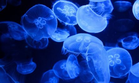 23 Spiritual Meanings of Dreaming of Jellyfish