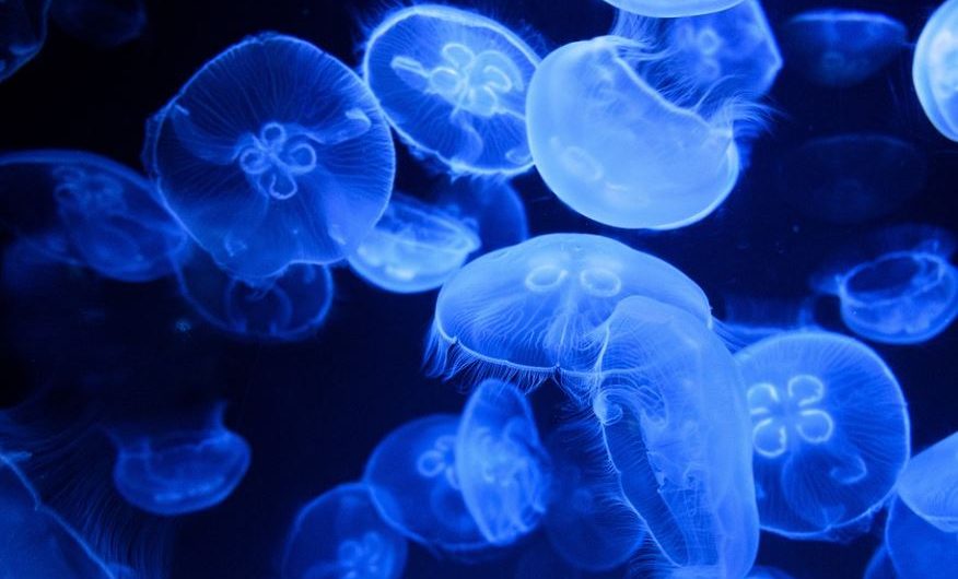 23 Spiritual Meanings of Dreaming of Jellyfish