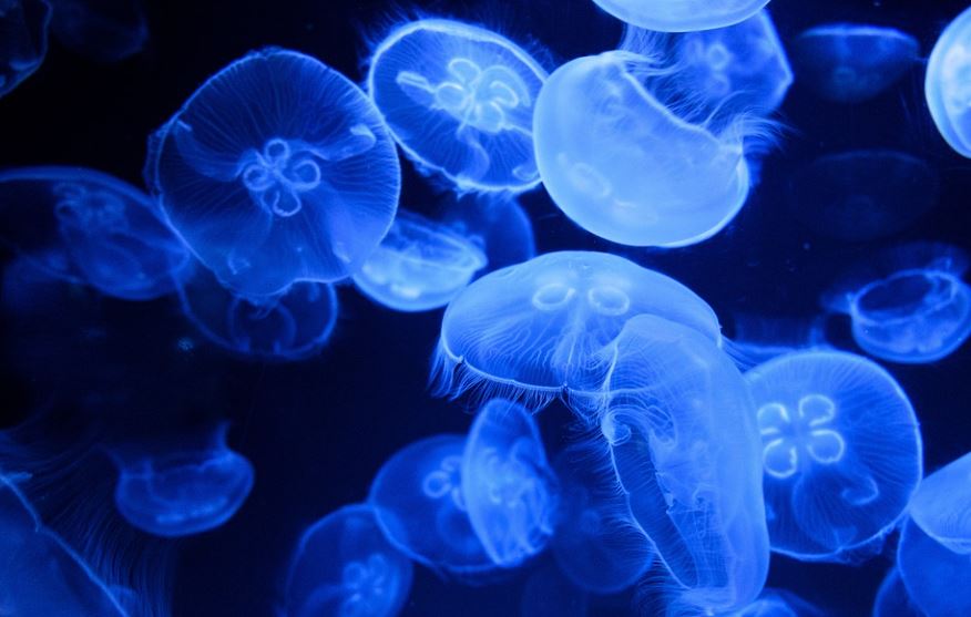 23 Spiritual Meanings of Dreaming of Jellyfish