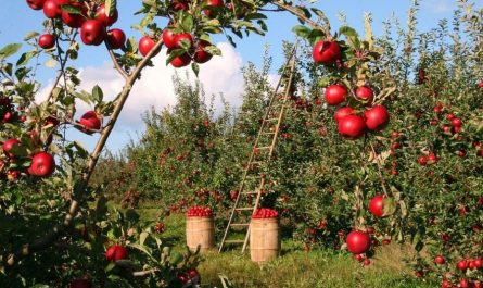 20 Spiritual Meanings of Dreaming of Fruit Trees