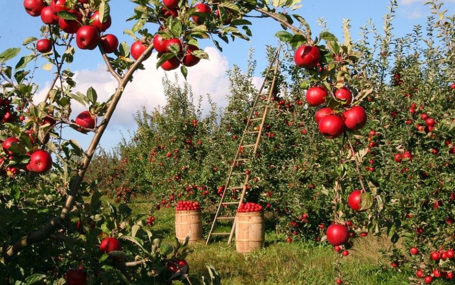 20 Spiritual Meanings of Dreaming of Fruit Trees